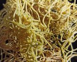 A picture of step 6 of Sev.