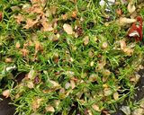 A picture of step 8 of Dill Leaves White Rice.