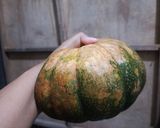 Foto langkah ke 1 dari resep Kolak Labu Kolang kaling.