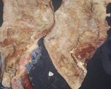 Foto del paso 3 de la receta: Matambrin!!