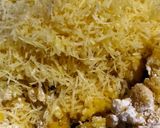 Foto langkah ke 2 dari resep Kaastengel Cheese stick (cheddar).