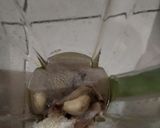 Foto langkah ke 1 dari resep Sotong ala abang2 tahu bulat.