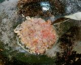 Foto langkah ke 2 dari resep Rendang Ati.