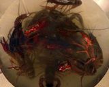 A picture of step 10 of Preparing and Serving Crayfish.