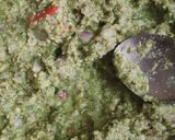 A picture of step 3 of Moong sprouts mini uttapam.