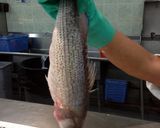 A picture of step 5 of Buying, Preparing , Cooking Fish.