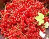 A picture of step 1 of Red Currant Jam.