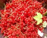 A picture of step 1 of Red Currant Jam.