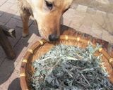 A picture of step 2 of Grandma's Mugwort Manju.