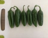 Foto del paso 5 de la receta Ajíes Jalapeños rellenos fritos