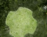 A picture of step 2 of Green refreshing drink.