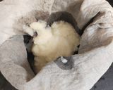 A picture of step 3 of Ashgourd Juice.