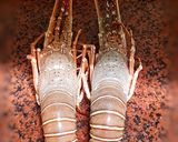 Foto langkah ke 1 dari resep Lobster Asam Manis Ala Al Khair.