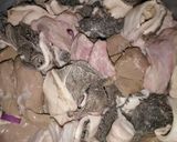 A picture of step 1 of Offal pepper soup.