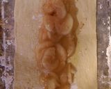 A picture of step 2 of Braided Apple Pie Bread.