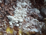 Polvorones sin gluten