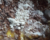 Foto del paso 1 de la receta: Polvorones sin gluten