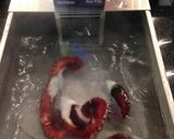 A picture of step 4 of Sous-vide Octopus Legs.