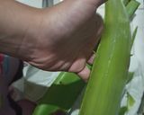 Foto langkah ke 1 dari resep Es Lidah Buaya.