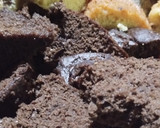 Foto del paso 1 de la receta: Budines de cacao amargo y de limón!! Con baño de glasé!!