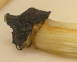 A picture of step 10 of Basic Grilled Eggplant ~ Kyoto "Obanzai" Style.