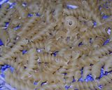 Foto del paso 11 de la receta: Bacalao con fideos del nono Nilo