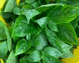 Hình bước làm 1 của món Xôi lá cẩm sầu riêng 🌱