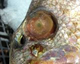 A picture of step 3 of Buying, Preparing , Cooking Fish.