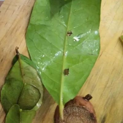 Langkah 4