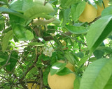 Foto del paso 1 de la receta: Limonada con jengibre
