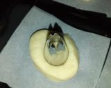 Foto del paso 5 de la receta: Donas coloridas