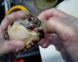 A picture of step 4 of Easy Abalone Cooked In Butter.