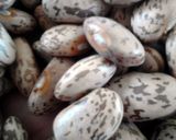 A picture of step 2 of Poor Mans Brown Beans.