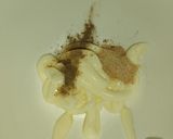 A picture of step 3 of Mayo chicken rolls.