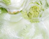 A picture of step 2 of Eat a Whole Lettuce! Mixed with Shio-Kombu.