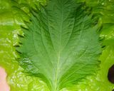 A picture of step 15 of Easy Samgyeopsal in a Frying Pan.