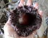 A picture of step 8 of Black Rice and Koshi-an Koshi-An Ohagi.