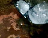 A picture of step 3 of Kashmiri tea.