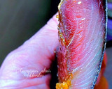 Foto del paso 13 de la receta: Bonito seco en salazón secado en las brisas del Mediterráneo