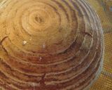 A picture of step 8 of Pain de Campagne -- Rustic Bread.