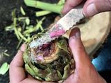 Alcauciles a la Romana (Carciofi a la Romana)
