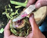 Foto del paso 1 de la receta: Alcauciles a la Romana (Carciofi a la Romana)