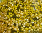 صورة لخطوة 3 من وصفة فوشار popcorn 🍿
