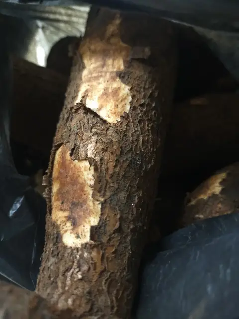 Langkah-langkah untuk membuat Cara bikin Singkong/pohong rebus sederhana