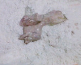 Foto langkah ke 2 dari resep Ayam ala kentucky 1.