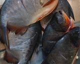 Foto langkah ke 1 dari resep Ikan Bakar Teflon.