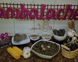 Foto del paso 7 de la receta: Aceitunas al estilo campo real (la recolección)