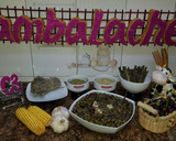 Foto del paso 7 de la receta: Aceitunas al estilo campo real (la recolección)