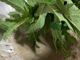 Tumis Daun Pepaya