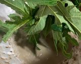 Foto langkah ke 1 dari resep Tumis Daun Pepaya.